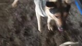 羊：别惹我，小心我用羊角顶你！