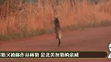 谁说狗怕狼，杜宾犬单挑5头狼，狼群认怂不敢应战，真正的狗