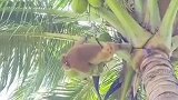 泰国农场使用猴子工人一直与动物组织争议不断你怎么看？