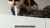 猫，是鱼就归我管，没吃你就不错了