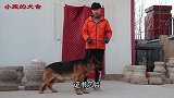 刚到家的一条猛犬德牧，和犬舍其他公狗一见面，这场面有点不受控
