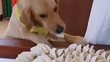 狗狗偷吃生饺子