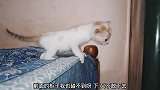 小猫咪不敢下床，犹豫不决试探了好几次，摔下来