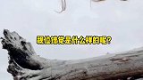 视位错觉是什么样的呢？别眨眼哦太神奇了