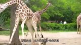 长颈鹿围观大鹅幼崽，不料惹怒对方，直接被追着打！