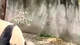 国宝打架，看宝妈是咋样劝架的