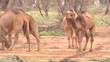 骆驼是这样斗殴的你见过吗(1)