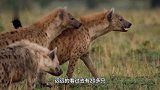 母狮不敌20只鬣狗围攻，下一秒狮王登场！镜头拍下霸气全过程