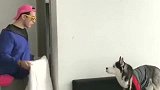 狗：呵呵，好玩吗？