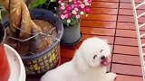 生活不在别处，当下即是全部，如此可爱的小狗狗你爱了吗