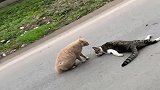 动物真的有感情，猫咪好可怜，看到这画面的你一定很心痛吧！