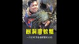 赶海牛人在树上抓螃蟹，每一只都是蟹中翘楚