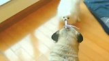 两只小奶狗玩拔河比赛，巴哥犬力气比较大