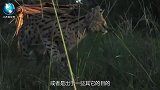 饲养员在猎豹面前装死，猎豹的反应让人意外，猎豹：演技实在太差