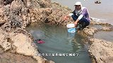 大潮搞临岸海藻坑，鱼蟹吓得直往缝里钻，阿辉拽出一看这条够大