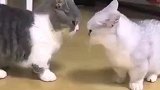 不正经的小猫咪打架