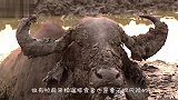 水牛在泥潭玩得正欢，突然一只雄狮扑了过来，结果悲剧了