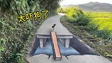 把路画断了，狗看到会有啥反应？