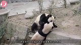 一只熊猫宝宝卡在树杈里，拼命的呼救奶爸，镜头拍下搞笑画面
