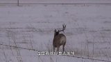 小鹿雪地里撒野，突然鹿角“掉了”，索性另一个也不要了！