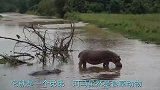 大象乱闯领地，河马愤怒啃咬它的尾巴，不料被大象打的满嘴找牙！