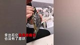 养5年的乌龟溺水全身瘫软，男子做“人工呼吸”救回：第1次给了它