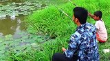 田边的藕田有鱼无人钓，哥俩一人一竿，看看他们钓到了啥？