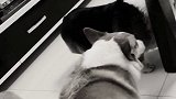猪猪叛逆期了，也敢凶维维
