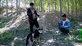 哈士奇用四千元赎回来了，谁知这傻狗竟骂小吉是脑残，可真气人