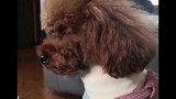 泰迪不给吃，瞅瞅还不行了