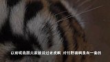 野猪对老虎最激烈的战斗-老虎与野猪到底谁更胜一筹？