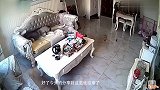 金毛在家自娱自乐,接下来这一幕忍住别笑,镜头拍下搞笑全程
