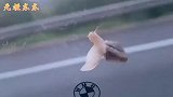蜗牛 -这辈子没出过这么远的门而且还是坐豪车，值了！