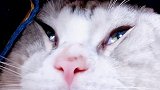 猫咪姐妹团，前来报道！ ！