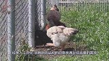 人为培养产生“牛魔王”，越强壮越受罪，一生要做数十次剖腹产！