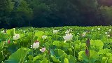 生活其实很美好，就差你一个微笑