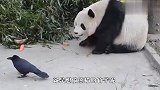 熊猫正在吃竹子，突然一只乌鸦飞了过来，接下来忍住别笑