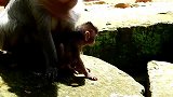大猴子跟小猴子每天都在一起，都分不开