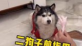 其实我们家二哈还是很听话，懂配合的