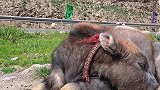 春哥请大家吃牦牛肉火锅