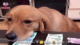 狗狗旺财不管去哪都忘不了自己的银行卡，这名字真没起错！太逗了