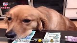 狗狗旺财不管去哪都忘不了自己的银行卡，这名字真没起错！太逗了