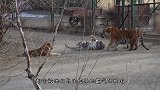 东北虎遭遇虎狮兽，一言不合就是干，镜头记录精彩全过程