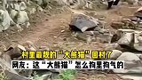 这大熊猫怎么狗里狗气的