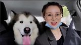 女生是不是都想拥有这样一只憨憨的阿拉斯加,它超级可爱的