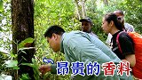 香草的叶子不仅不香还金贵无比