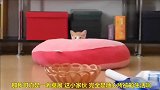 小奶猫玩自己的小脚丫，太萌太可爱了