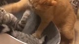 猫：快起来，谁让你霸占我位置的！