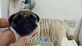 巴哥母子洗澡欢欢开心游泳，崽崽紧张发抖，洗追逐打闹，狗生幸福