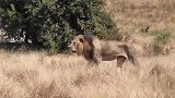 雄狮捕猎：跟踪长颈鹿太久，对手太大无机会